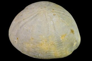 Cretaceous Sea Urchin (Holaster) Fossil - Texas #156406