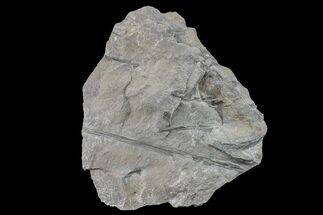 7.1" Pennsylvanian Horsetail (Calamites) Fossil - Kentucky - Fossil #154739