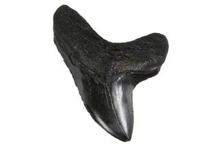 Rare,  Giant Thresher Shark (Alopias) Tooth - South Carolina #160260