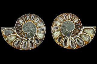Cut & Polished Ammonite Fossil (Phylloceras?) - Madagascar #145999
