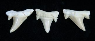 Small Otodus Fossil Shark Teeth #1753