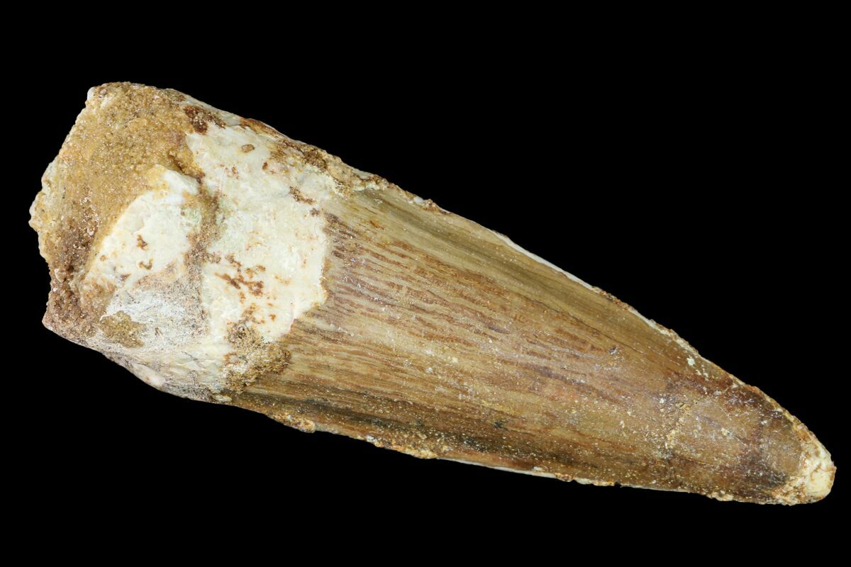 spinosaurus tooth fossil