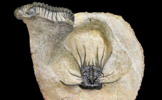 Spiny Dicranurus Trilobite With Crotalocephalina #154305