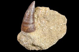Mosasaur Tooth In Rock - Morocco #161178