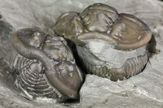 Two Enrolled Flexicalymene Trilobites In Shale - Mt Orab, Ohio #161681