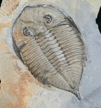 Beautiful / Dalmanites Trilobite - New York #10845