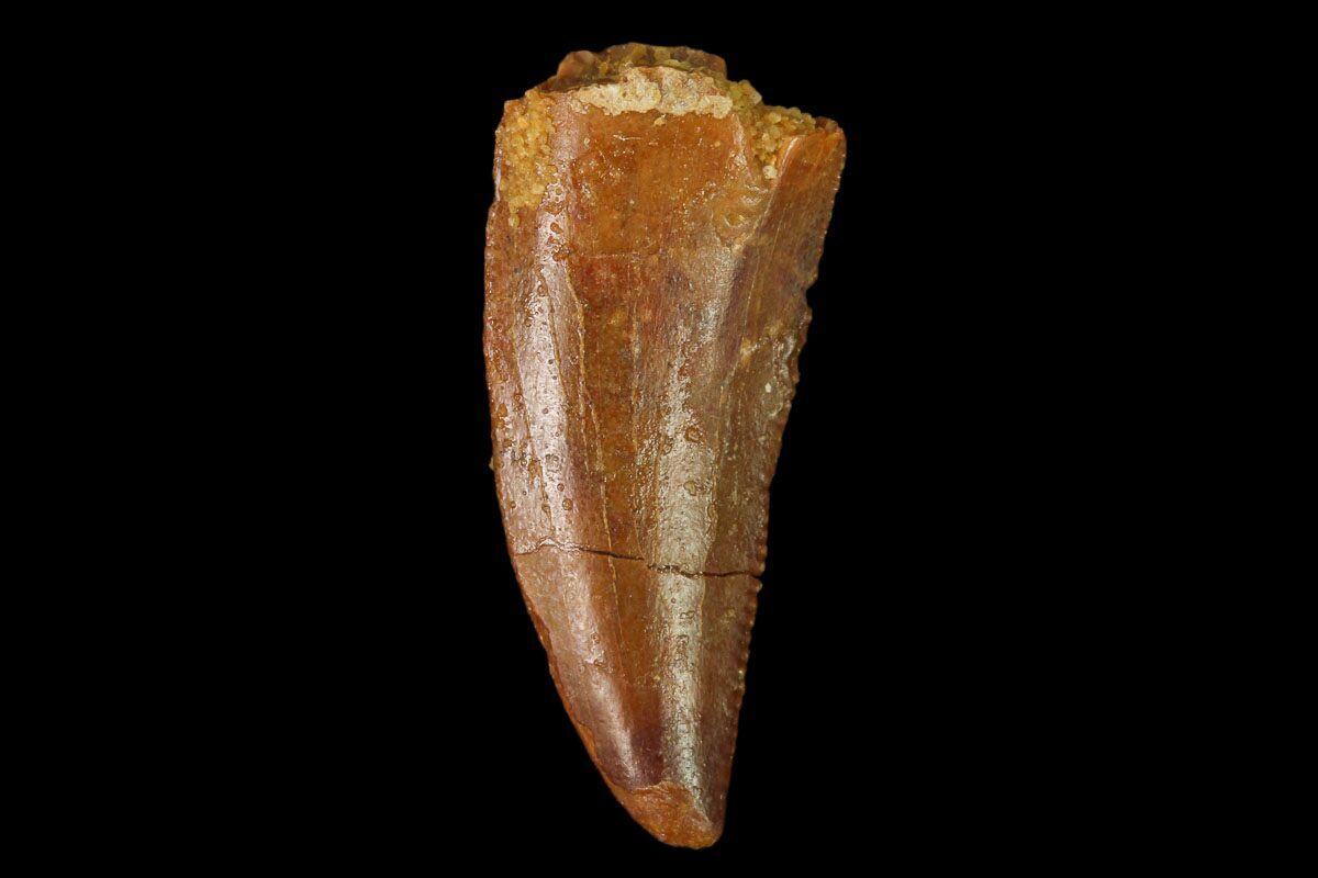 real raptor tooth for sale