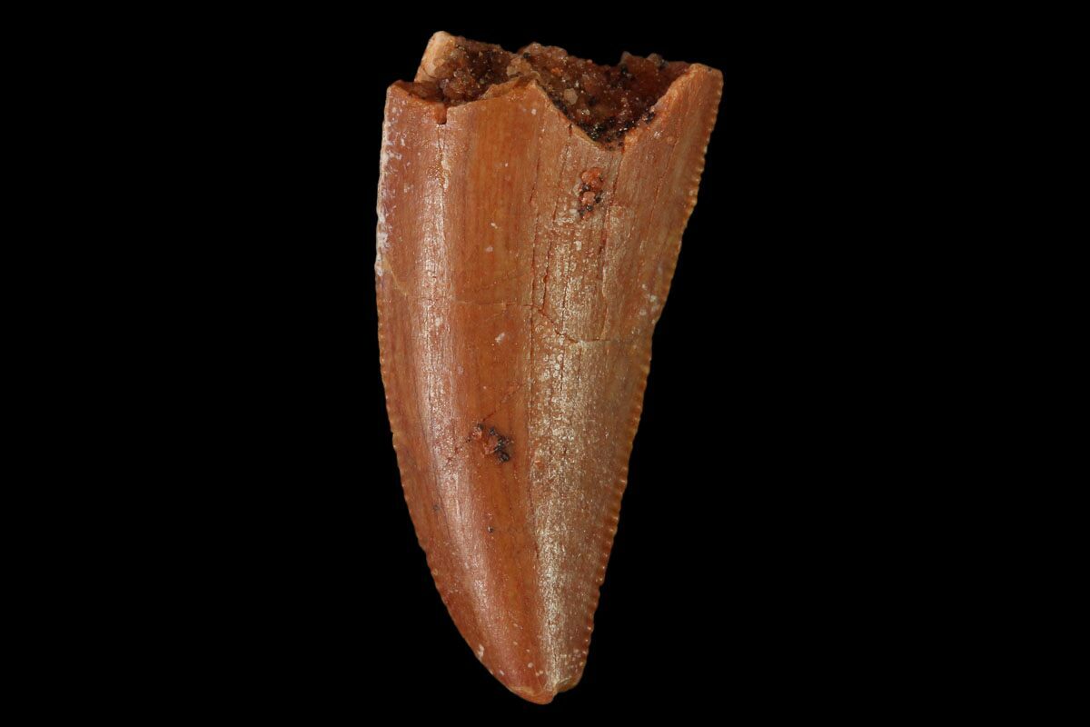 velociraptor tooth fossil