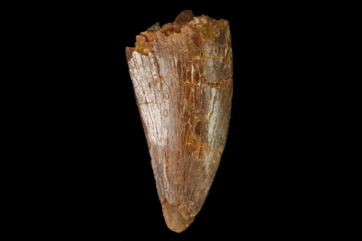 raptor tooth fossil