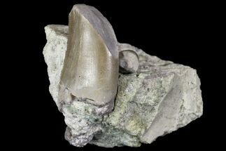 Partial, Allosaurus Tooth With Croc Tooth - Colorado #162502