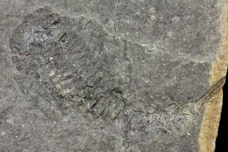Rare, 2.7" Silurian Phyllocarid (Ceratiocaris) Fossil - Scotland - Fossil #162483
