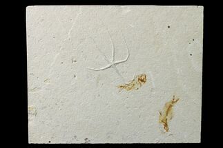 Cretaceous Fossil Brittle Star (Geocoma) and Two Fish - Lebanon #162728