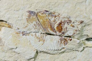2.05" Cretaceous Fossil Fish (Pycnosteroides) and Shrimp - Lebanon - Fossil #162731