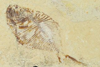 3.4" Fossil Fish (Diplomystus Birdi) with Partial Shrimp - Lebanon - Fossil #162753