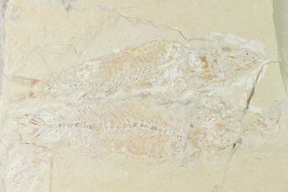 Two Cretaceous Fish (Nematonotus) and a Shrimp - Lebanon #162768
