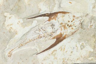 4.3" Cretaceous Crusher Fish (Coccodus) - Hakel, Lebanon - Fossil #162770