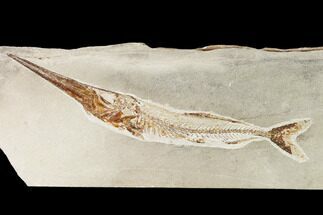 Predatory Fossil Fish (Apateopholis) - Hakel, Lebanon #162771