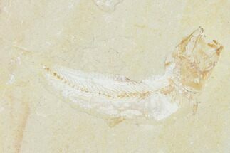 Cretaceous Fossil Fish (Gaudryella) and Ammonite - Lebanon #162815