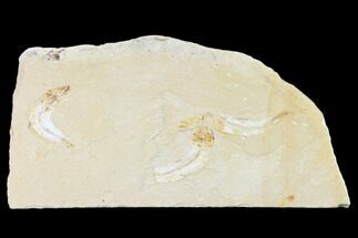 Three Cretaceous Fossil Fishes (Gaudryella) - Lebanon #162817