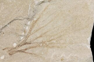 2.7" Cretaceous Plant Fossil - Hakel, Lebanon - Fossil #163088