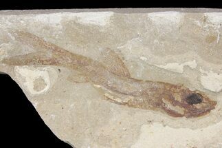 Cretaceous Fossil Fish (Davichthys) - Lebanon #163094