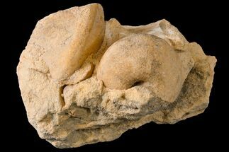 Ordovician Gastropod (Sinuites) Fossil - Wisconsin #162987