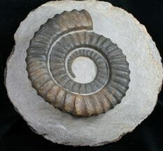 4.2" Anetoceras Ammonite From Morocco For Sale, #10880