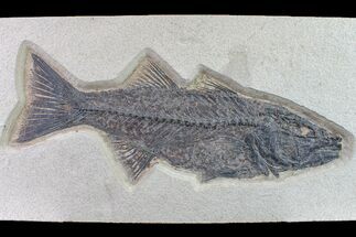 Large Fish Fossil (Mioplosus) - Wyoming #163408