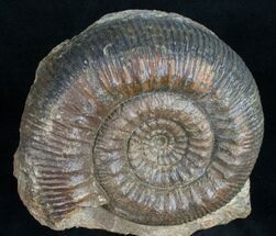 Stephanoceras sp. - Fossils For Sale - #10881