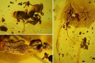 Detailed Fossil Daddy Long-leg, Ant & Flower Stamen in Baltic Amber #163506