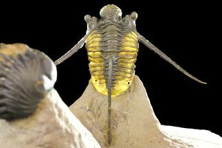 Cyphaspis Trilobite With Translucent Shell & Austerops #163377
