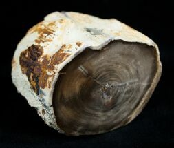 Petrified Wood Limb From Washington #1820