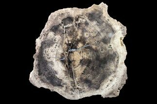 10.7" Polished Petrified Tropical Wood (Hunteria) Round - Texas - Fossil #163652