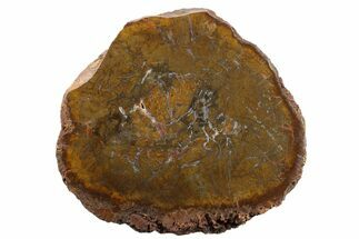 6.2" Triassic Petrified Wood (Conifer) Round - India - Fossil #163668