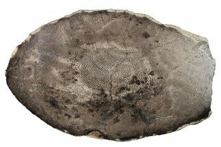 8.1" Cretaceous Petrified Wood (Palm) Slab - New Mexico - Fossil #163691