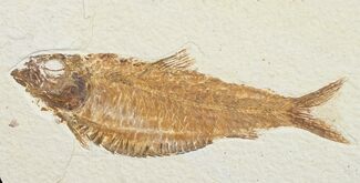 Nice Knightia Alta Fossil Fish #10891