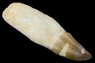 Serrated, Fossil Rooted Mosasaur (Prognathodon) Tooth - Morocco #163927