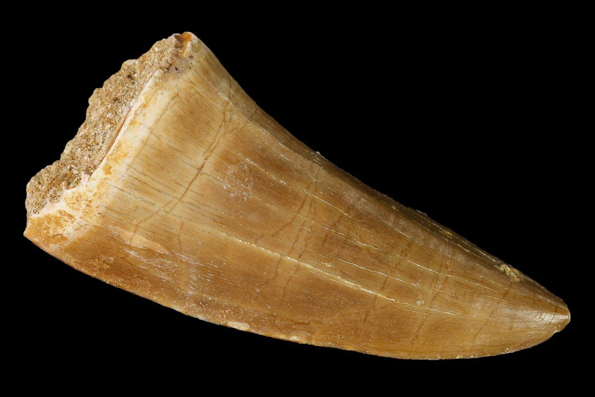 mosasaurus tooth for sale