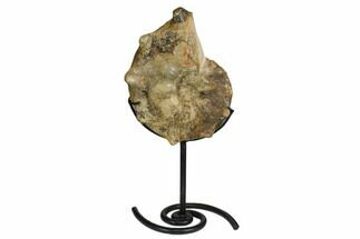 7.25" Cretaceous Ammonite (Mammites) Fossil with Metal Stand - Morocco - Fossil #164228