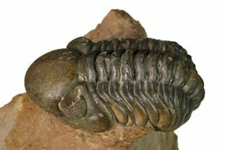 Curled Reedops Trilobite With Nice Eyes - Lghaft , Morocco #164638