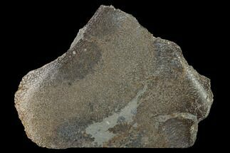 2.45" Polished Pliosaur (Liopleurodon) Bone - England - Fossil #164865