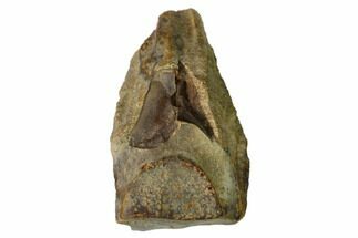 Fossil Triceratops Shed Tooth - Montana #164708