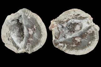 2.65" Las Choyas "Coconut" Geode with Amethyst Crystals - Mexico - Crystal #165395