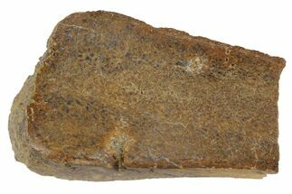 Polished Pliosaur (Liopleurodon) Bone - England #165678