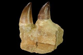 Mosasaur (Prognathodon) Jaw Section with Two Teeth - Morocco #165992