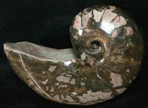 Large 6.2" Nautilus (Cenoceras) Fossil - France For Sale, #10976