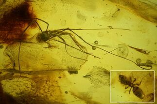 Detailed Fossil Daddy Long-leg and Ant in Baltic Amber #166201