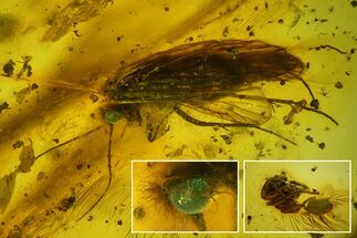 Detailed Fossil Caddisfly & Wasp In Baltic Amber - Blue Eyes! #166204