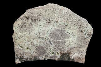 Cretaceous Petrified Palmwood Slab - New Mexico #166418