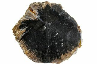 4.1" Polished Petrified Live Oak (Quercus) Slab - Indonesia - Fossil #166422
